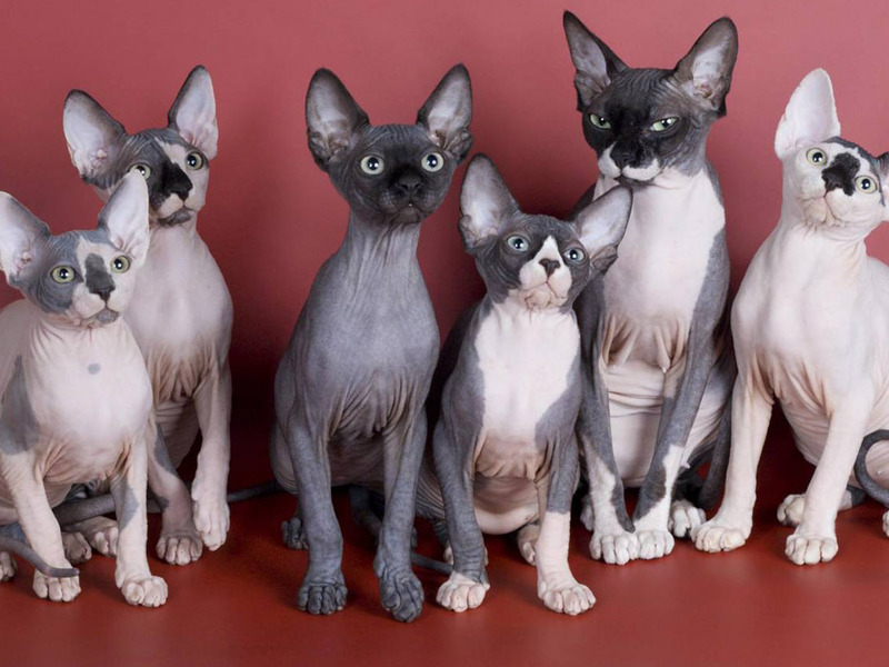 איך לטפל בכרכרה רתומה לסוסים הטמפרמנט של הספינקס הקנדי