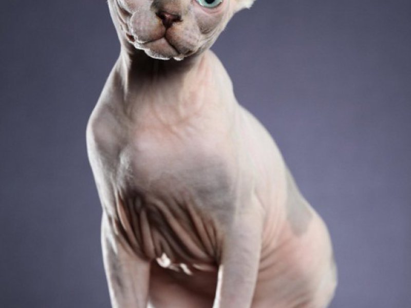 מאפייני גזע איך להאכיל חתול ספינקס