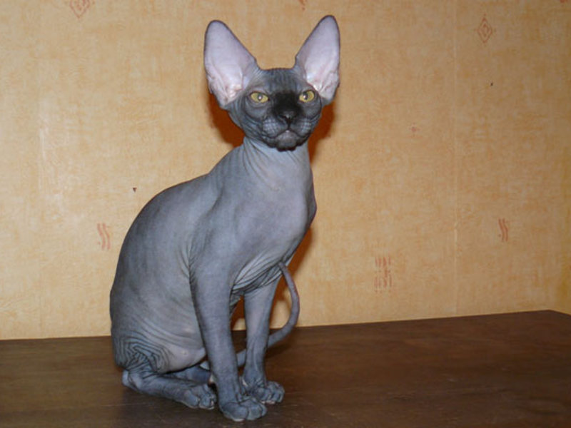 הספינקס הוא החתול הקירח ביותר בעולם. חתול ספינקס חסר שיער