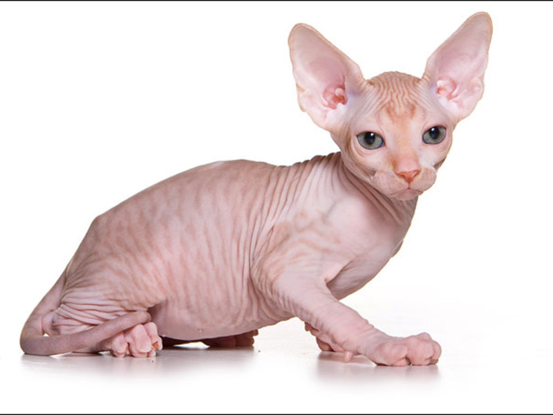 איך נראה חתול ספינקס קנדי? חתול ספינקס קנדי שחור