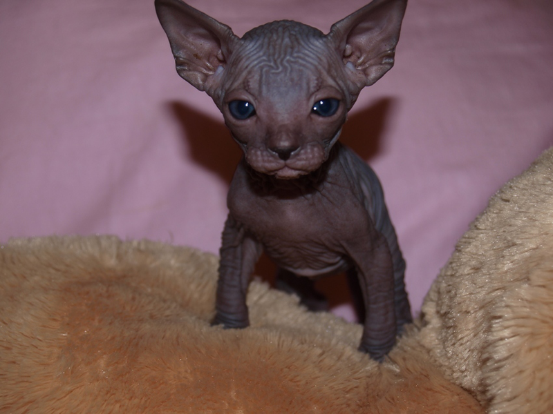 ספינקס קנדי תיאור גזע החתולים