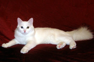 גידול חתולי אנגורה: תיאור גזע, מחירים