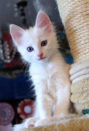 גורי אנגורה