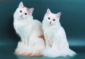 אנגורה טורקית