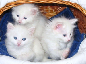 טיפול בחתולי אנגורה