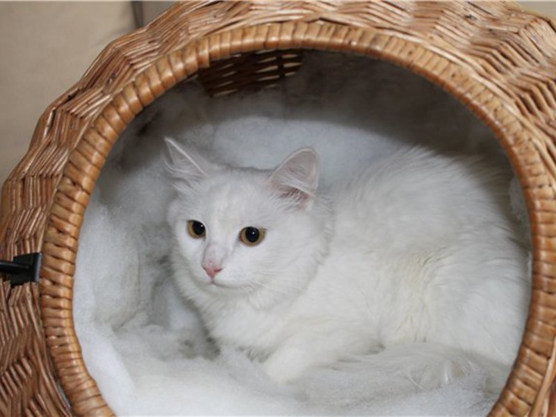 גורי אנגורה