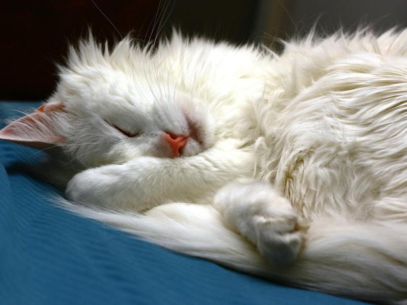 גורי חתולים פרסיים-אנגורה יפהפיים