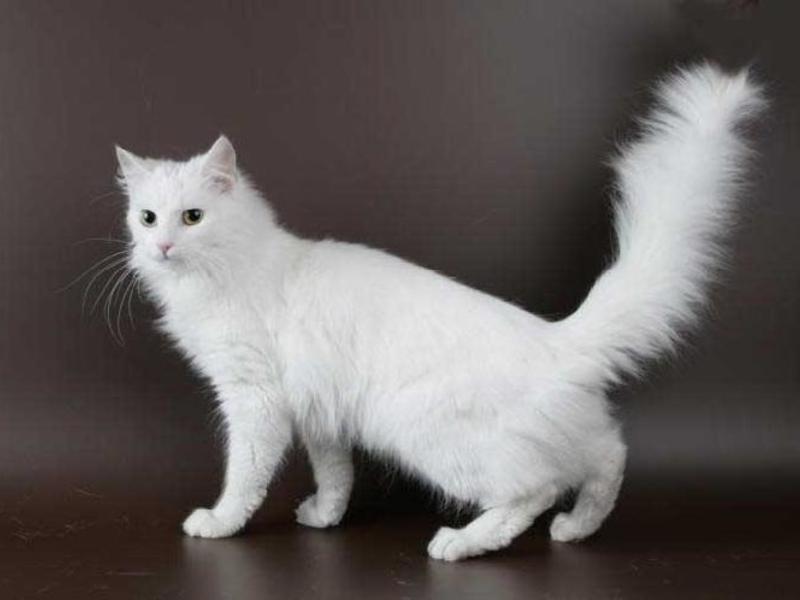 גורי חתולים ביתיים