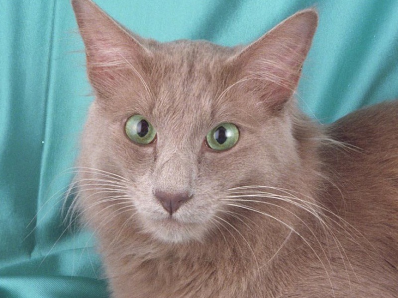 גידול חתולי אנגורה