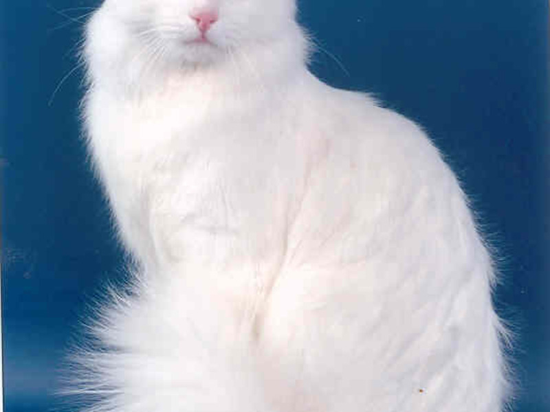 תיאור גזע חתולי האנגורה