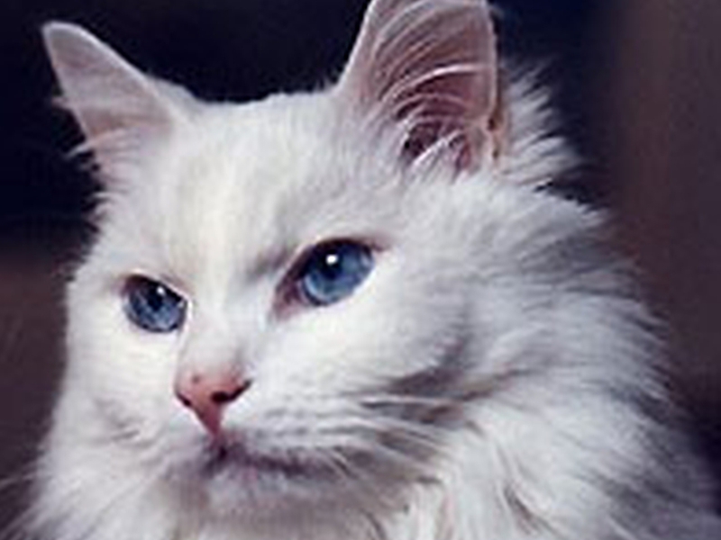 חתול אנגורה טורקי