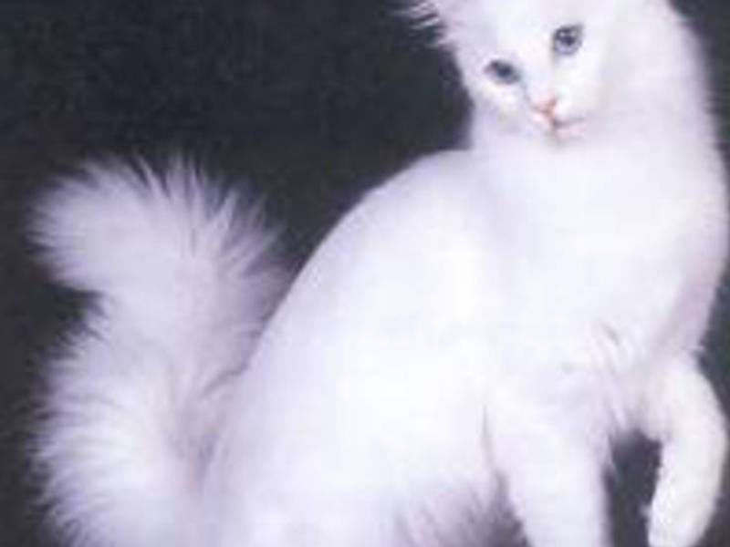 גורי אנגורה