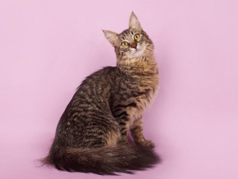 אנגורה טורקית