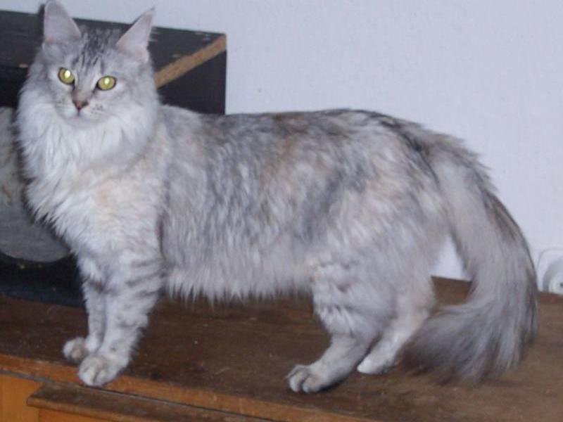 חתולי אנגורה חמודים