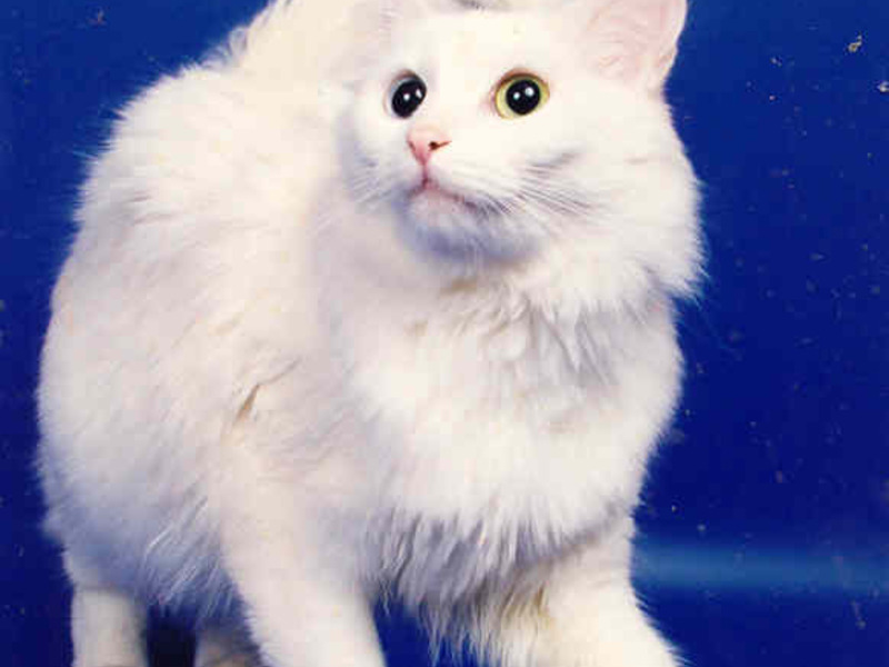 הרגלי חתול אנגורה טורקי