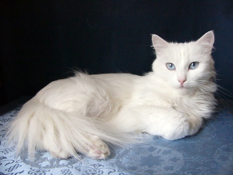 איך נראה חתול אנגורה?