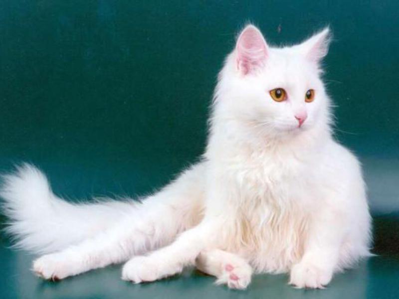 אנגורה טורקית במראה