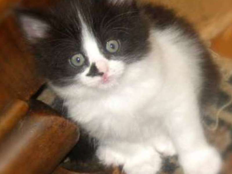 גורי אנגורה