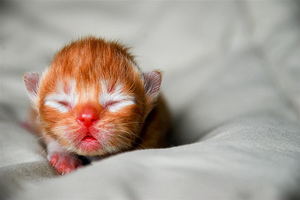 טיפול בגור חתלתולים שזה עתה נולד מתי גורים פוקחים את עיניהם?