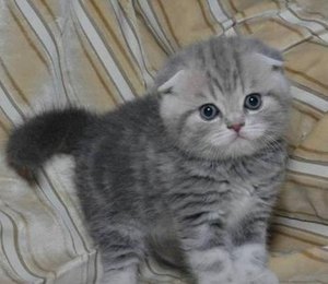 תזונת הקפל הבריטי תזונה של חתולי פולד בריטיים