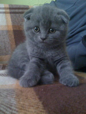 היסטוריה של מקור הגזע חתלתול כחול בעל אוזניים ארוכות