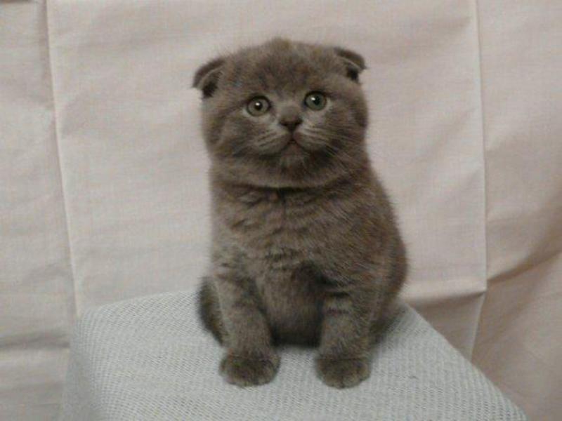 גורי חתולים בריטיים קצרים עם אוזניים מקופלות מהו אופיים של גורי חתולים בריטיים?