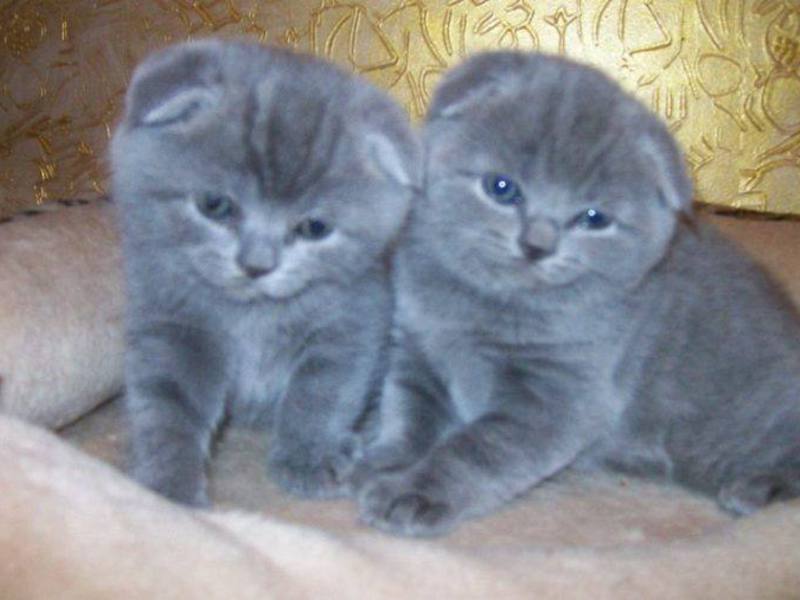 תיאור הגזע מהם המאפיינים של הגזע?