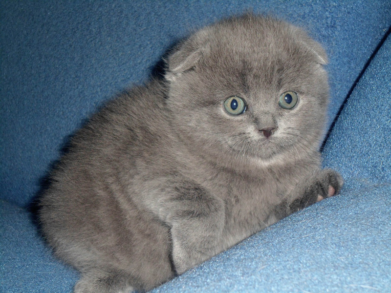 חתלתול כחול בעל אוזניים ארוכות חתלתול בעל אוזניים עכורות