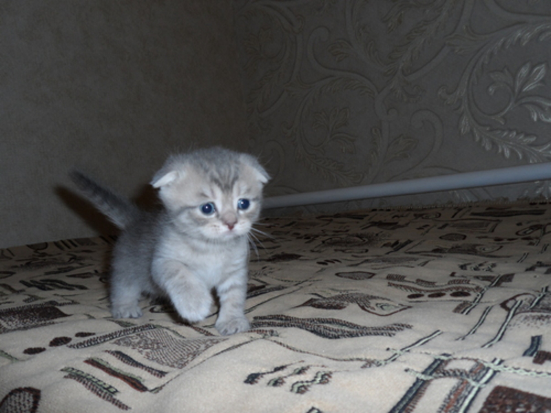 גורי חתולים בריטיים קצרים עם אוזניים מקופלות חתלתול כחול בעל אוזניים ארוכות