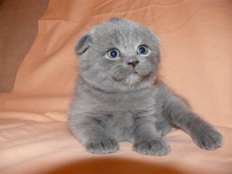 החתלתול הוא גזע טהור איך לטפל בחתלתול בריטי קצר שיער