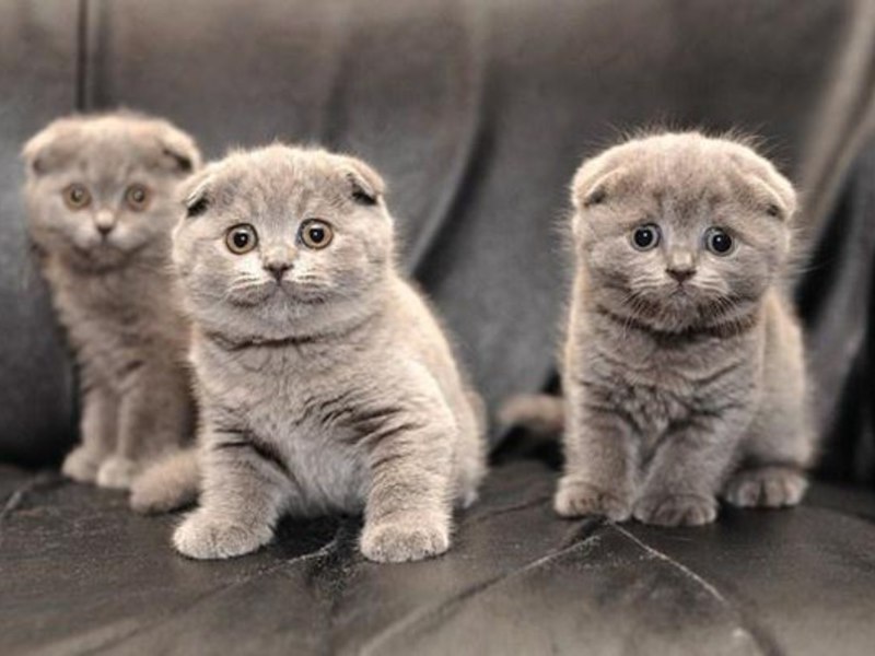 גורי חתולים בריטיים קצרים עם אוזניים מקופלות גורי חתלתולים מעושנים בעלי אוזניים מקופלות