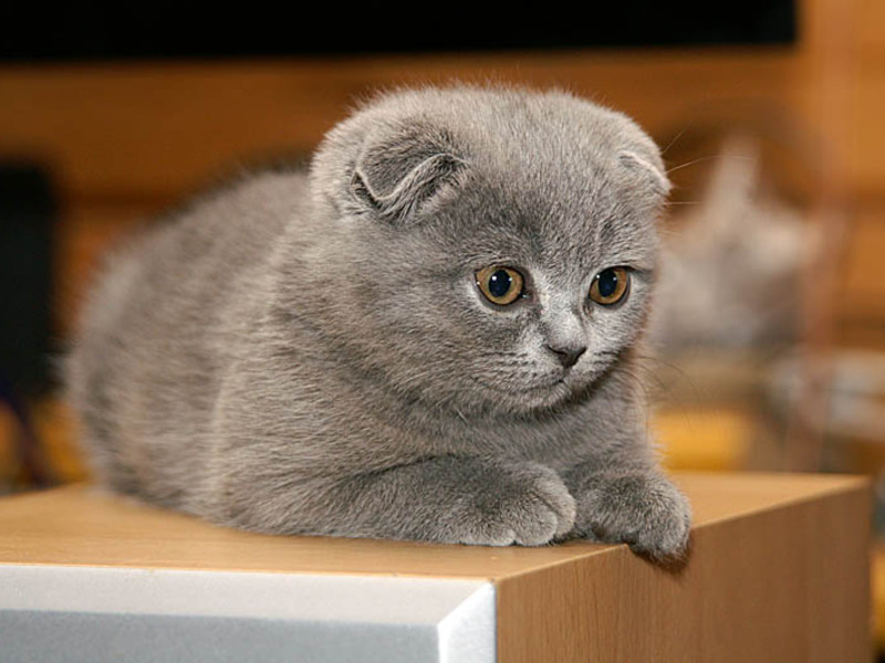 חתלתול כחול בעל אוזניים ארוכות איך חתלתול בעל אוזניים עקומות מגהץ