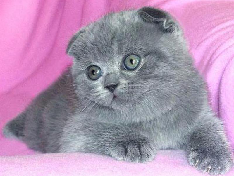 איך לגדל כלב בריטי פולד תיאור גזע החתלתולים