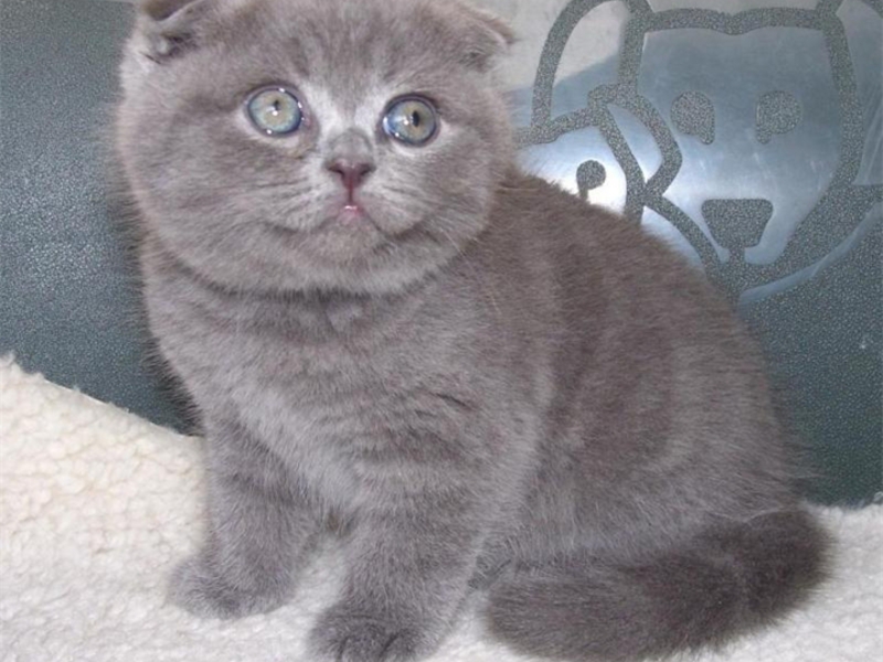 טיפול בגור חתלתולים בריטי קצר שיער מה להאכיל בויטן בעל אוזניים עכורות