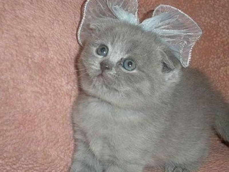 החתלתול הוא גזע טהור גורי חתולים בריטיים