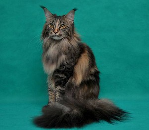 מאפייני גזע חתולי מיין קון