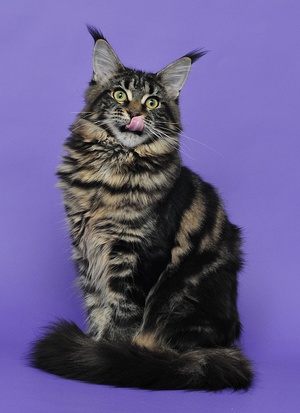 איך להאכיל חתול מיין קון