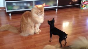 איך לטפל בחתול מיין קון