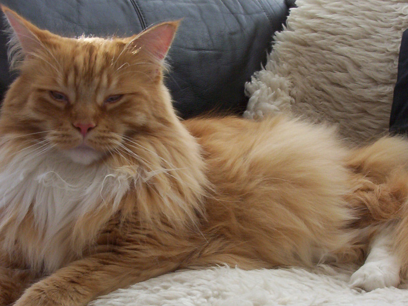 מיין קון הוא ענק בין החתולים.