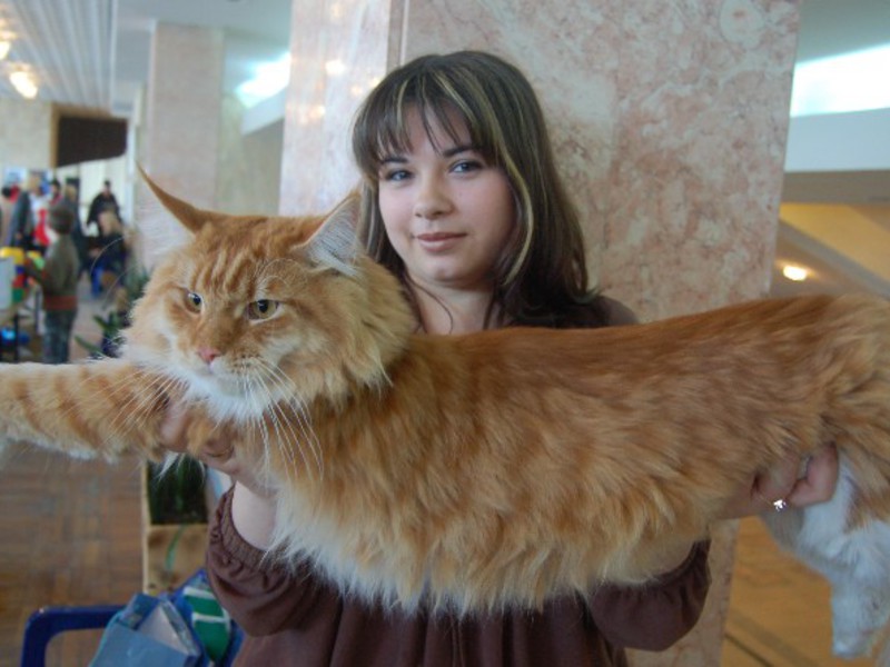 גזע מיין קון