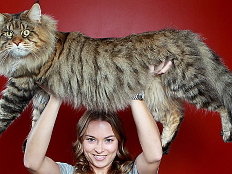 חתול מיין קון