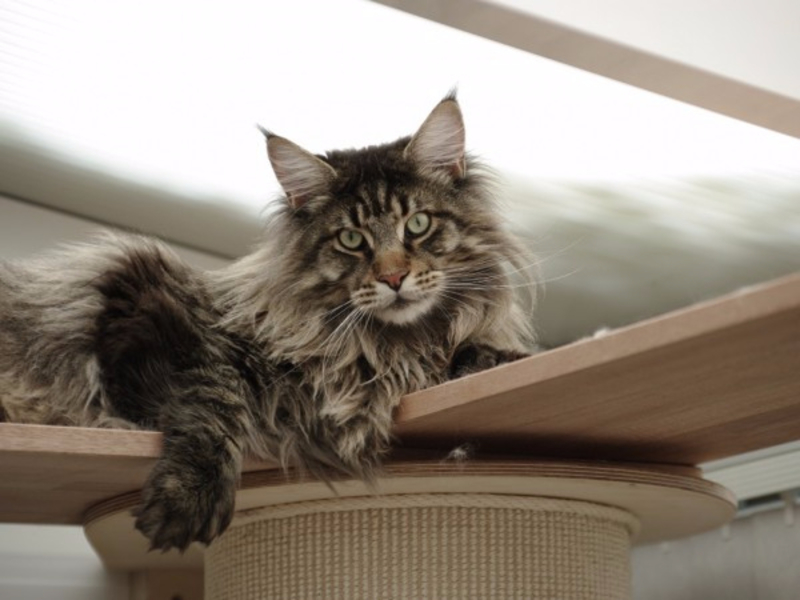 גזע חתולי מיין קון