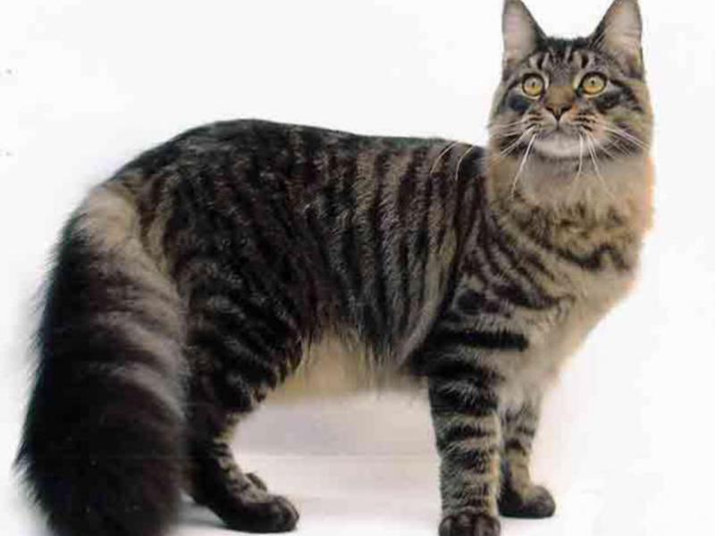 מידות חתול מץ קון