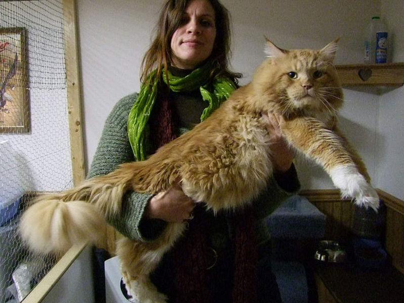 איך נראה חתול מצקון?