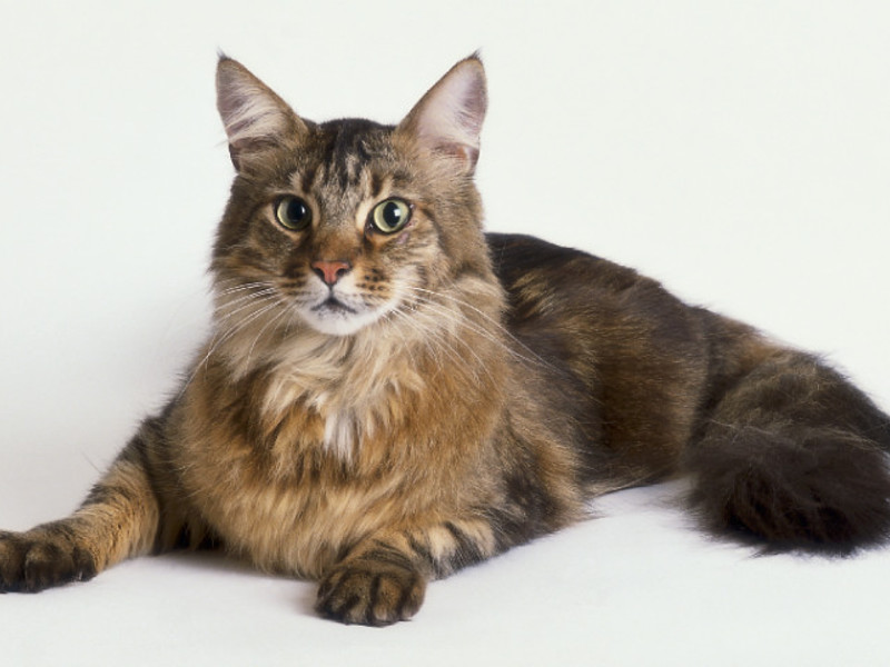 אישיות חתול מיין קון