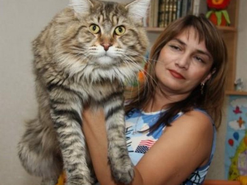 מיין קון הוא ענק בין החתולים.