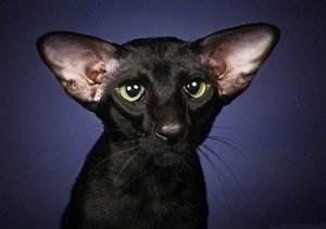 חתולים מזרחיים - מאפייני גזע ותמונות