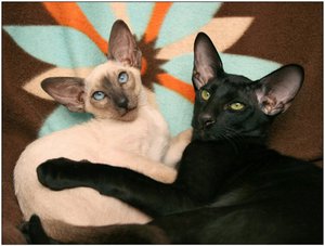 חתולים מזרחיים בבית - חיות מחמד וחברים.