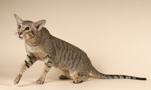 חתולי מזרח הם גזע של חתולים קרובי משפחה של חתולי סיאמיים.