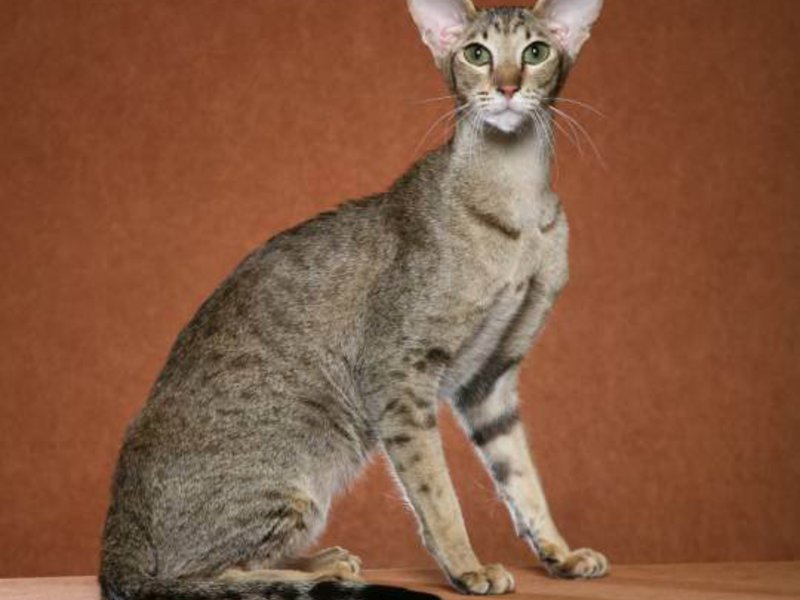 חתול מזרחי - תמונה מקרוב של החיה.